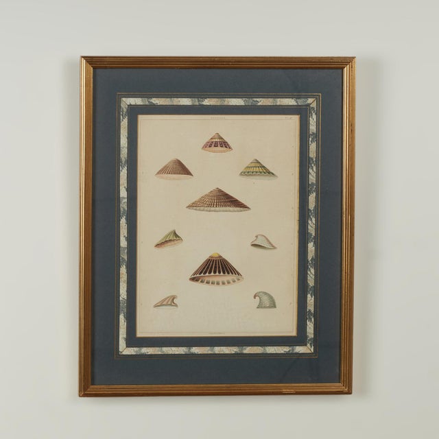 Set of Eight Antique Hand Colored Seashell Prints For Sale - Image 14 of 18