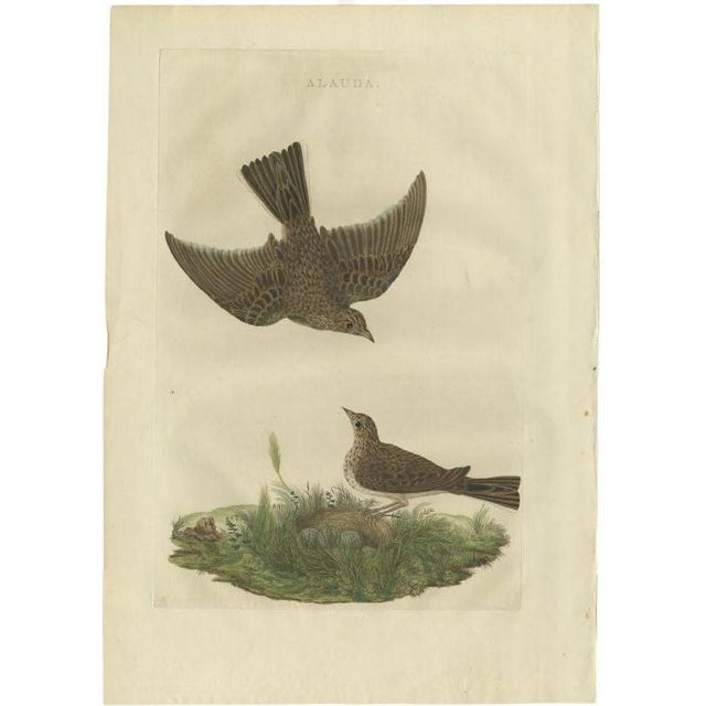 Late 18th Century Sepp & Nozeman, Bird Illustration of the Common Lark, 1770, Print For Sale - Image 5 of 5