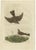 Late 18th Century Sepp & Nozeman, Bird Illustration of the Common Lark, 1770, Print For Sale - Image 5 of 5
