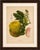 Title: original antique botanical chromolithograph of pomelo (citrus decumana), c. 1880 : a beautiful original antique...
