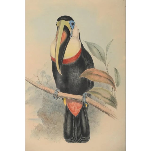 Rustic John Gould "Ramphatos Inca-Toucan" Bird Litho. For Sale - Image 3 of 9