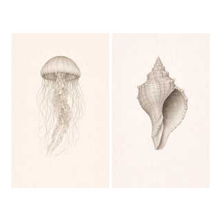 Coastal Sea Life Study Set, Minimal Botanical & Shell Art Prints, 24" × 36" (Set of 2) For Sale