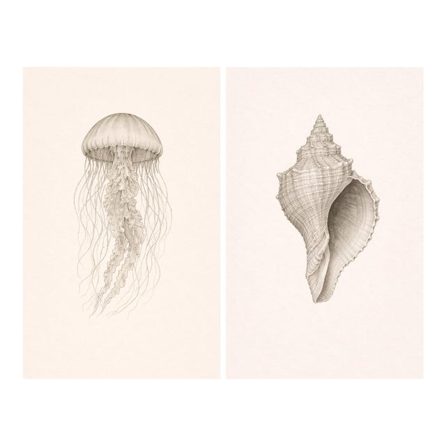 Coastal Sea Life Study Set, Minimal Botanical & Shell Art Prints, 24" × 36" (Set of 2) For Sale