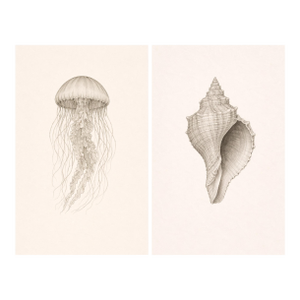 Coastal Sea Life Study Set, Minimal Botanical & Shell Art Prints, 24" × 36" (Set of 2)