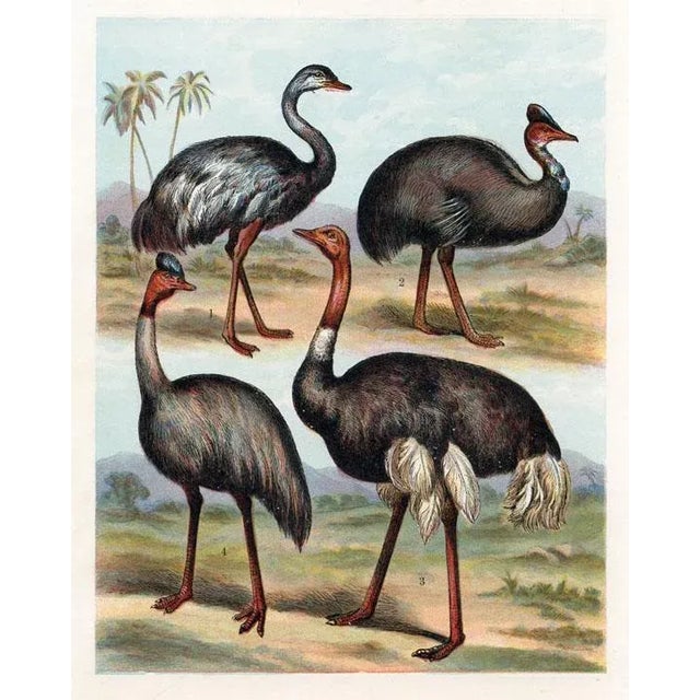 Original lithograph from a late-1800s series showing North American animals in their natural habitat . The birds shown on...