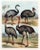 Original lithograph from a late-1800s series showing North American animals in their natural habitat . The birds shown on...