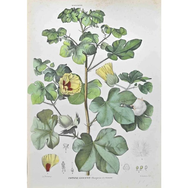 Lithograph hand watercolored. Belongs to the Series "Atlante di Botanica popolare ossia Illustrazione di Piante Notevoli...