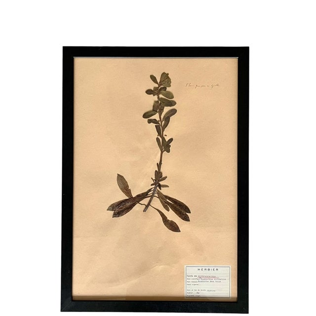Black 1965 French Herbarium Botanical Specimens – Set of 9 Custom Framed Pressed Botanicals For Sale - Image 8 of 18