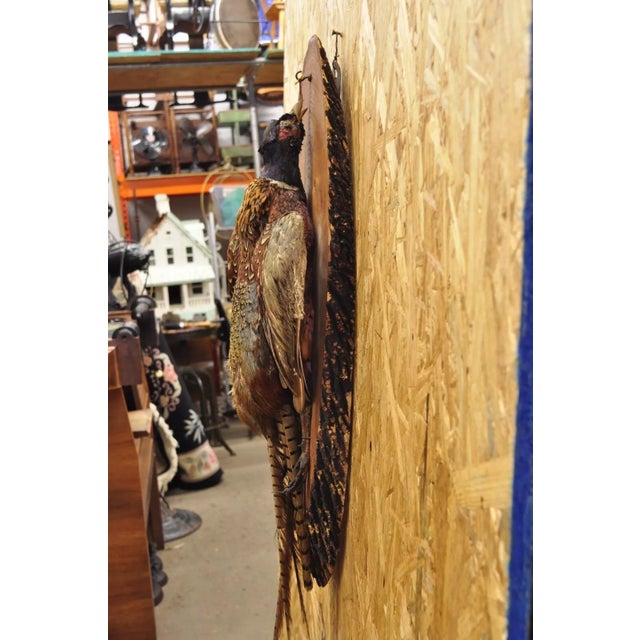 Vintage Ringneck Pheasant Bird Full Body Wall Mount on Wood Taxidermy Decor For Sale - Image 11 of 12