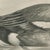 After Lilian Medland, Wigeon, 1909, Print For Sale - Image 4 of 9