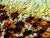 Red Maya Eventov Blanket of Beauty Oil Flower Canvas With Beautiful Custom Frame Me012209-17 For Sale - Image 8 of 13