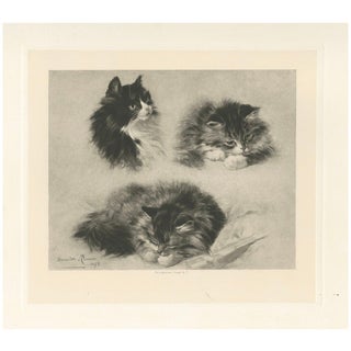 Henriette Ronner, Three Studies of a Kitten: Cats and Kittens, 1894, Print For Sale