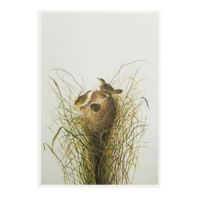 1966 Vintage Farmhouse Cottage Print "Short-Billed Marsh Wren" After John James Audubon For Sale