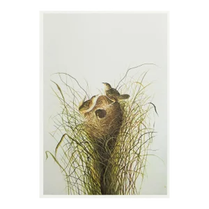 1966 Vintage Farmhouse Cottage Print "Short-Billed Marsh Wren" After John James Audubon