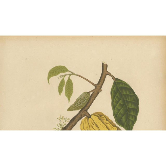 Hoola van Nooten, White Cacao Botanical, 1880, Chromolithograph For Sale - Image 5 of 10