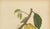 Hoola van Nooten, White Cacao Botanical, 1880, Chromolithograph For Sale - Image 5 of 10