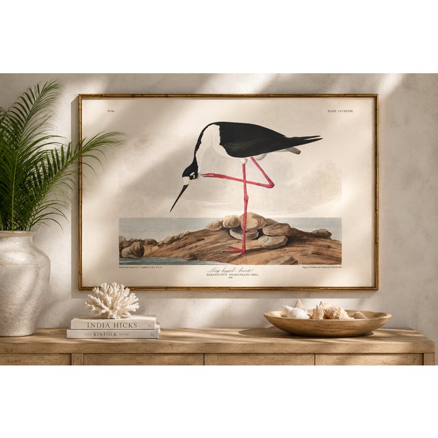 Long-Legged Avocet, Museum Style Audubon Bird Print, 30" X 20" For Sale - Image 10 of 11