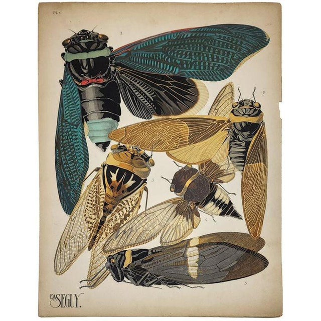 Original Seguy Insect From 1924 Antique Pochoir Plate #1 For Sale