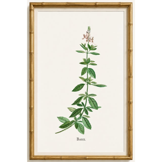Basil Herb by Redouté, Vintage Botanical Art Print, 40" X 60" For Sale In Buffalo - Image 6 of 8