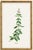 Basil Herb by Redouté, Vintage Botanical Art Print, 40" X 60" For Sale In Buffalo - Image 6 of 8