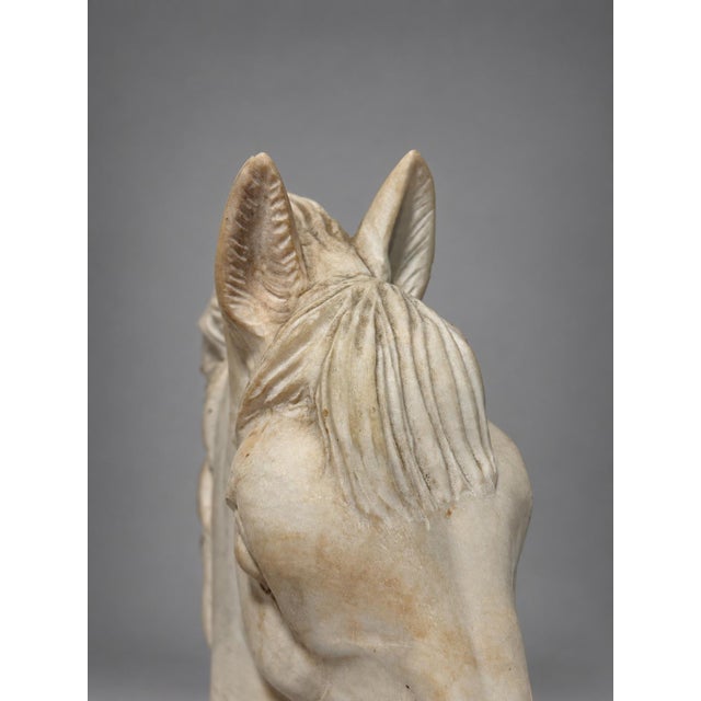 Grand Tour–Style Marble Horse Head on a Marble Plinth, Italian C. 1900 For Sale - Image 12 of 14