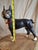 Offering a highly collectible, authentic antique left-facing Boston Terrier cast iron doorstop, manufactured by the...