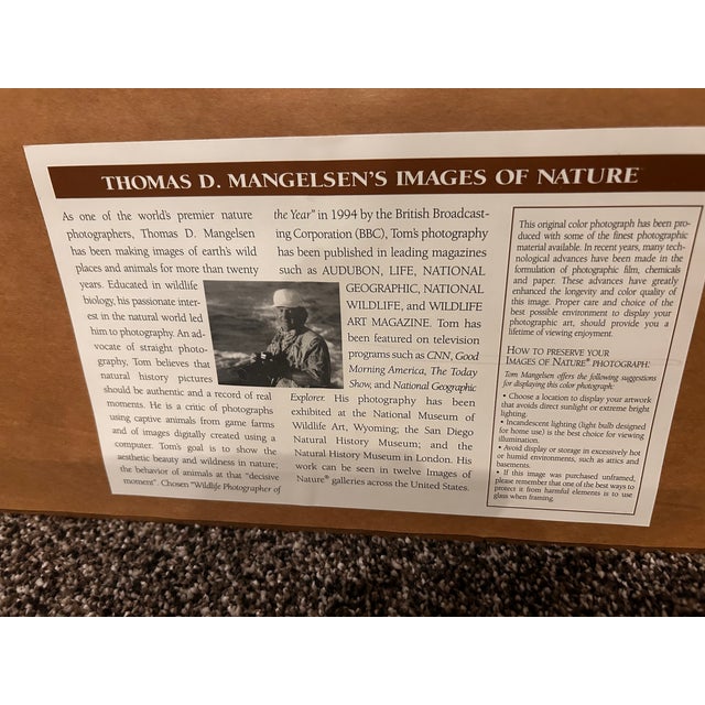 Traditional 1990s Thomas Mangelsen Original Print For Sale - Image 3 of 3