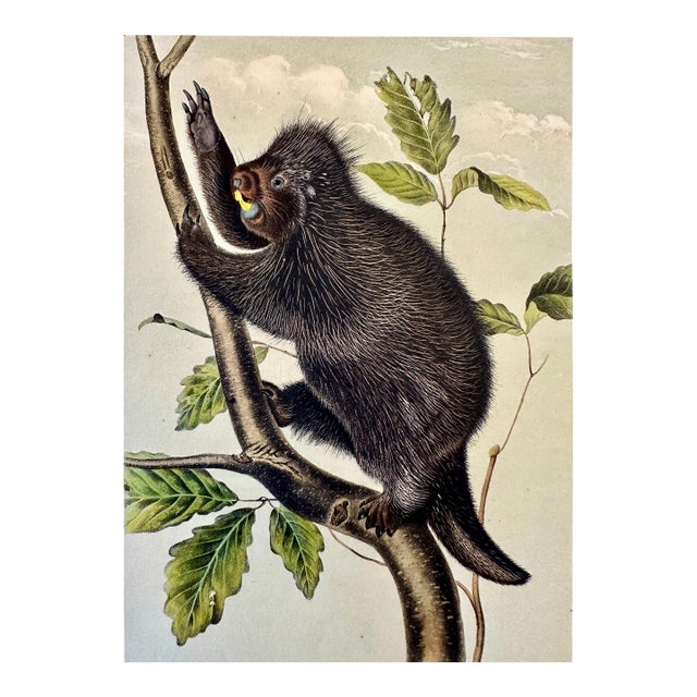 Porcupine by John James Audubon, 1st Edition Octavo, 1842 For Sale