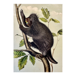 Porcupine by John James Audubon, 1st Edition Octavo, 1842