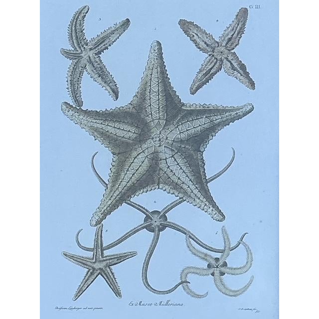 Illustration Vintage John Richard Starfish Prints - Set of 2 For Sale - Image 3 of 12