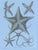 Illustration Vintage John Richard Starfish Prints - Set of 2 For Sale - Image 3 of 12