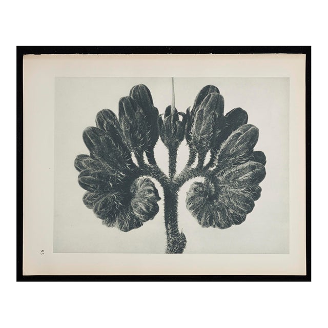 Original Karl Blossfeldt Photogravure Botanical Print For Sale
