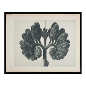 Original Karl Blossfeldt Photogravure Botanical Print