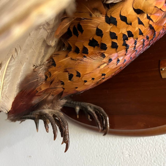 1970s Vintage 1973 Flying Ring-Necked Pheasant Taxidermy Wall Mount With Provenance Plaque For Sale - Image 5 of 9