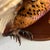 1970s Vintage 1973 Flying Ring-Necked Pheasant Taxidermy Wall Mount With Provenance Plaque For Sale - Image 5 of 9