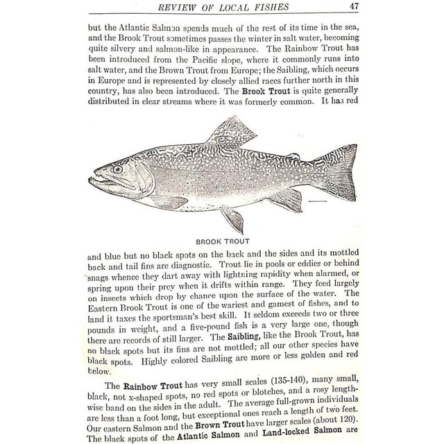 "Fishes of the Vicinity of New York City" 1918 Nichols, John Treadwell For Sale - Image 9 of 9
