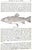 "Fishes of the Vicinity of New York City" 1918 Nichols, John Treadwell For Sale - Image 9 of 9