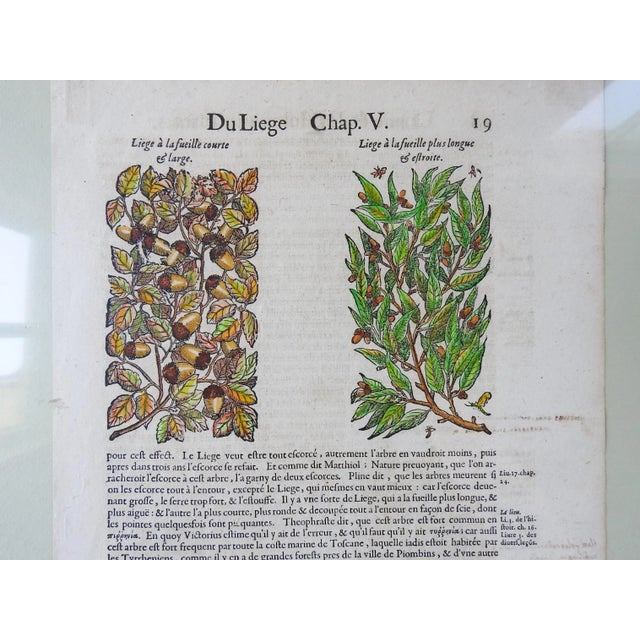 Rustic European 1653 Gerard Herbal Hand Colored Botanical Woodcuts Oak Acorns - a Pair For Sale - Image 3 of 6