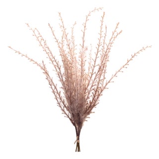 Grass Plume Bundle (Set of 6) For Sale