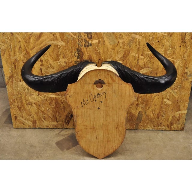 Vintage African Cape Buffalo Skull European Mount on Wooden Plaque Taxidermy For Sale - Image 9 of 11