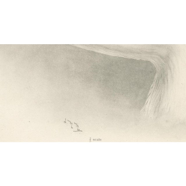 Early 20th Century After Lilian Medland, Heads of the Wild Swans, 1909, Print For Sale - Image 5 of 9