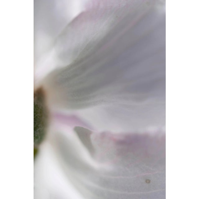 2010s Gaétan Caron "Poeticus" Mendocino Floral Still Life Photograph, 2014 2014 For Sale - Image 5 of 5