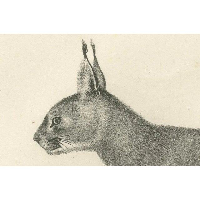 C.C. G. Zool., The Caracal and Lynx in Profile, 1836, Lithograph For Sale - Image 4 of 11