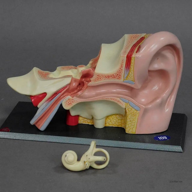 Vintage Teaching Aid Model of an Ear Somso Ca. 1960 For Sale - Image 4 of 6