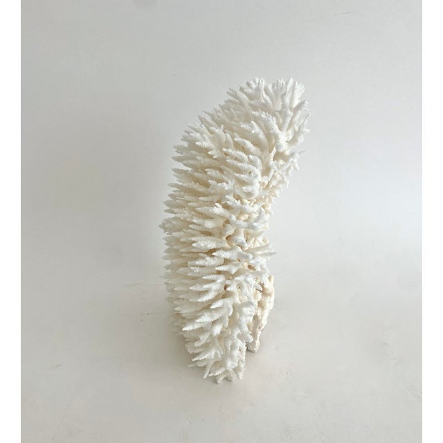 Natural Special Table Coral Specimen Vertical Display For Sale In Los Angeles - Image 6 of 8