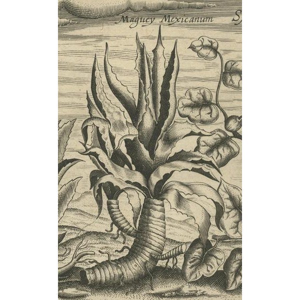 17th Century New World Flora, 1601, Paper For Sale - Image 5 of 7