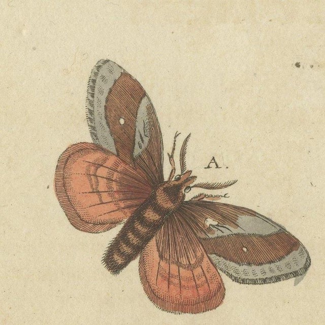 Bertuch, Moth Life Cycles with Caterpillars, 1815, Print For Sale - Image 9 of 12
