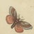 Bertuch, Moth Life Cycles with Caterpillars, 1815, Print For Sale - Image 9 of 12