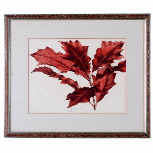 Illustration Botanical Lithographs from Linden’s L’Illustration Horticole - A Pair For Sale - Image 3 of 7