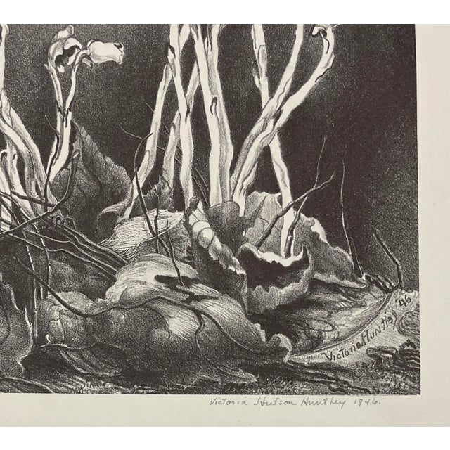 1946 Victoria Hutson Huntley Indian Pipes Botanical Lithograph | Chairish